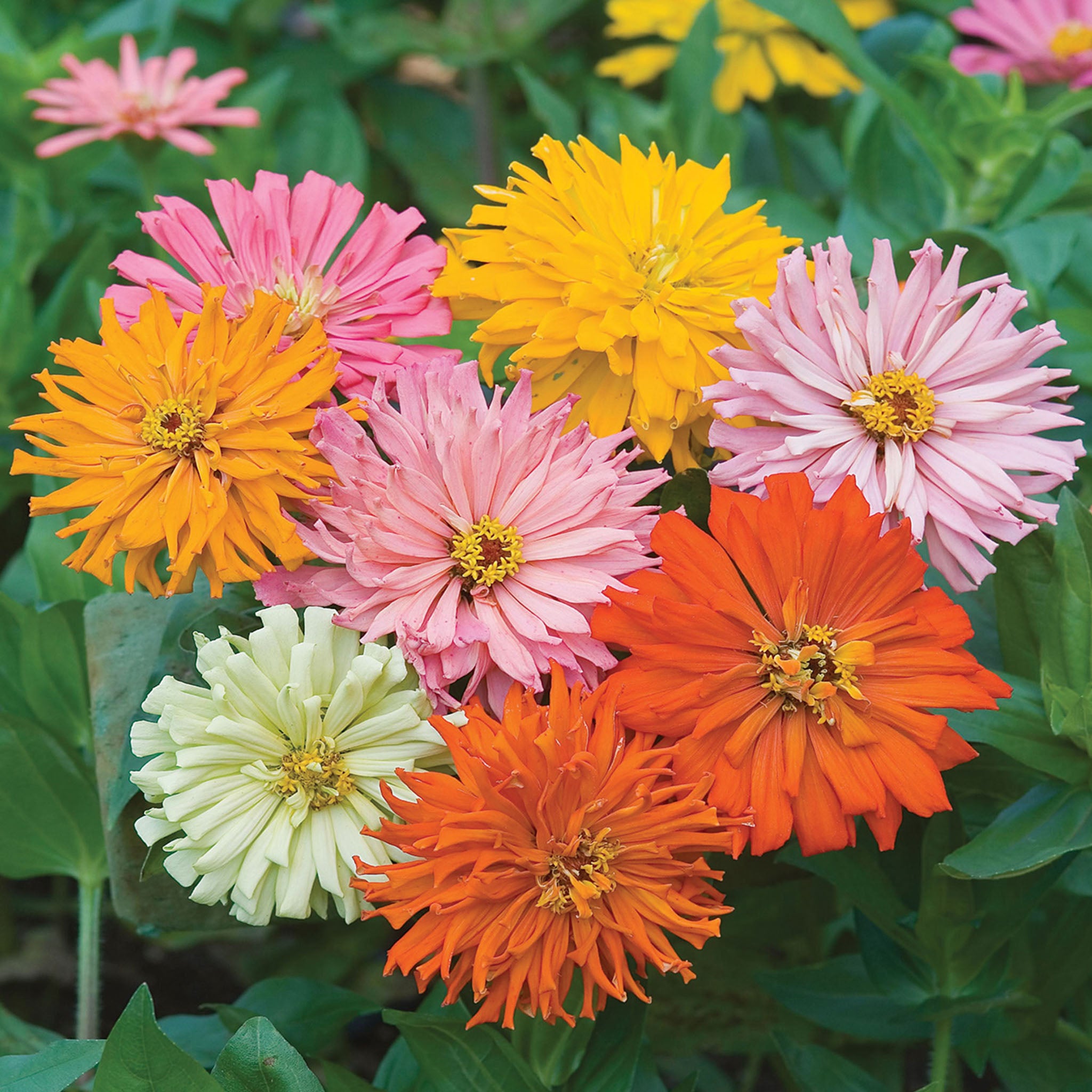 Cactus Flowered Mix Zinnia