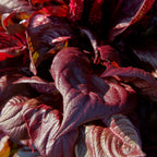 Sol Lizzard Leaf Celosia