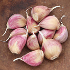 Music Garlic Bulbs