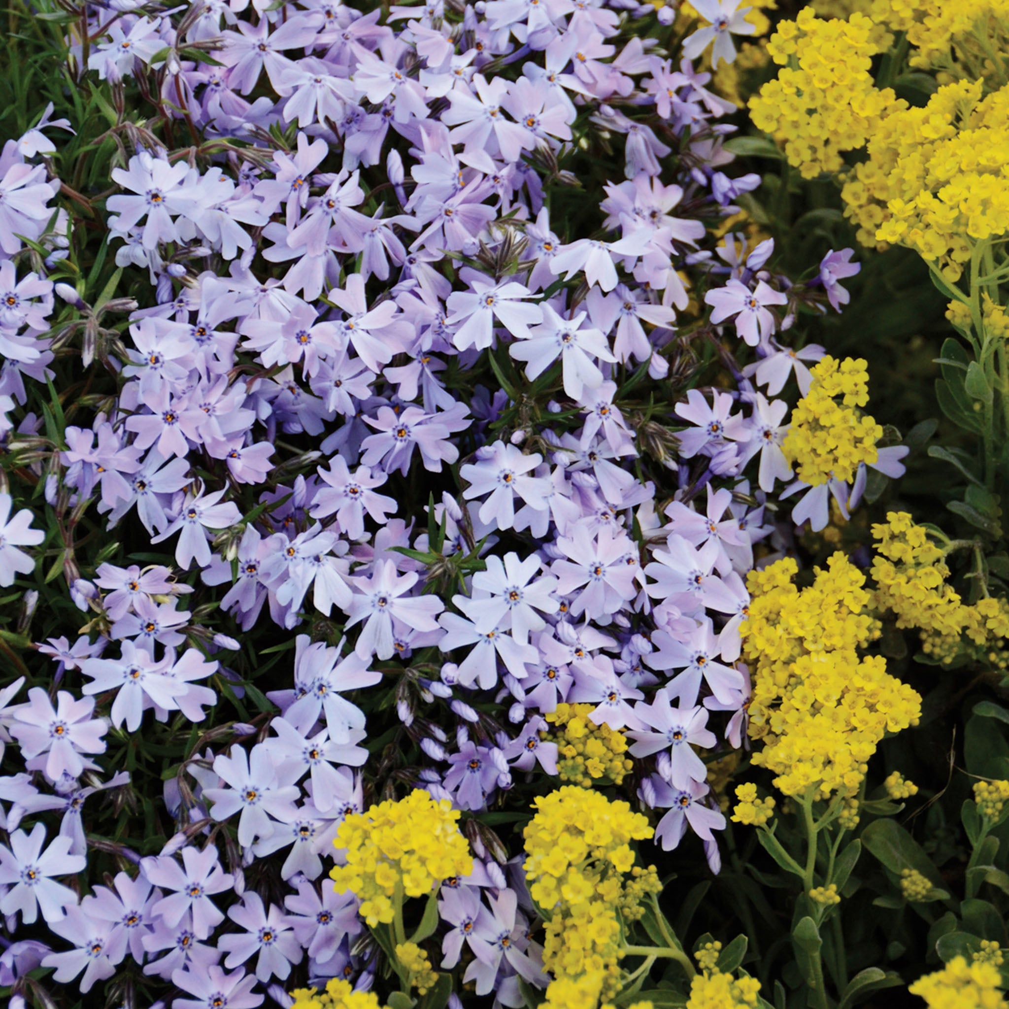 Emerald Blue Creeping Phlox