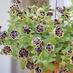 Midnight Gold Petunia