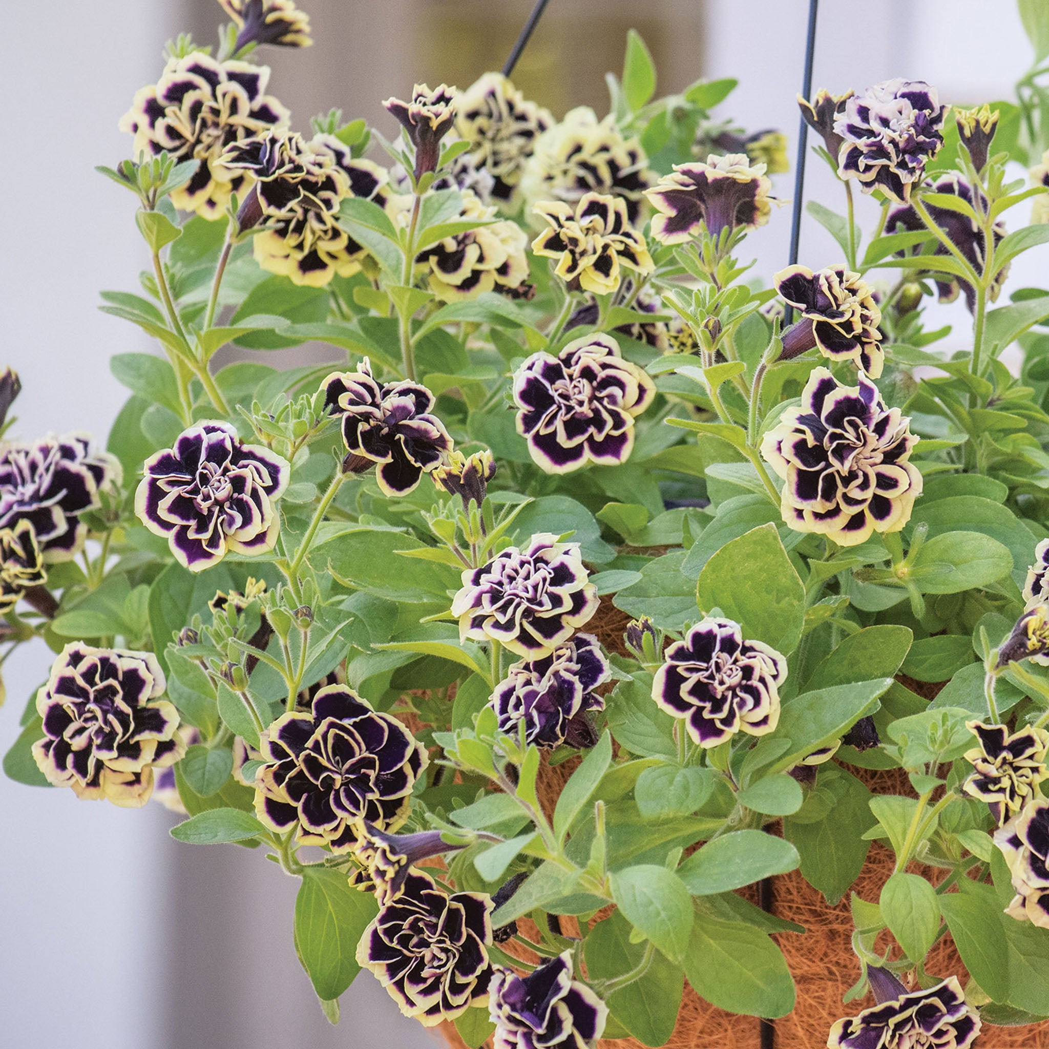 Midnight Gold Petunia
