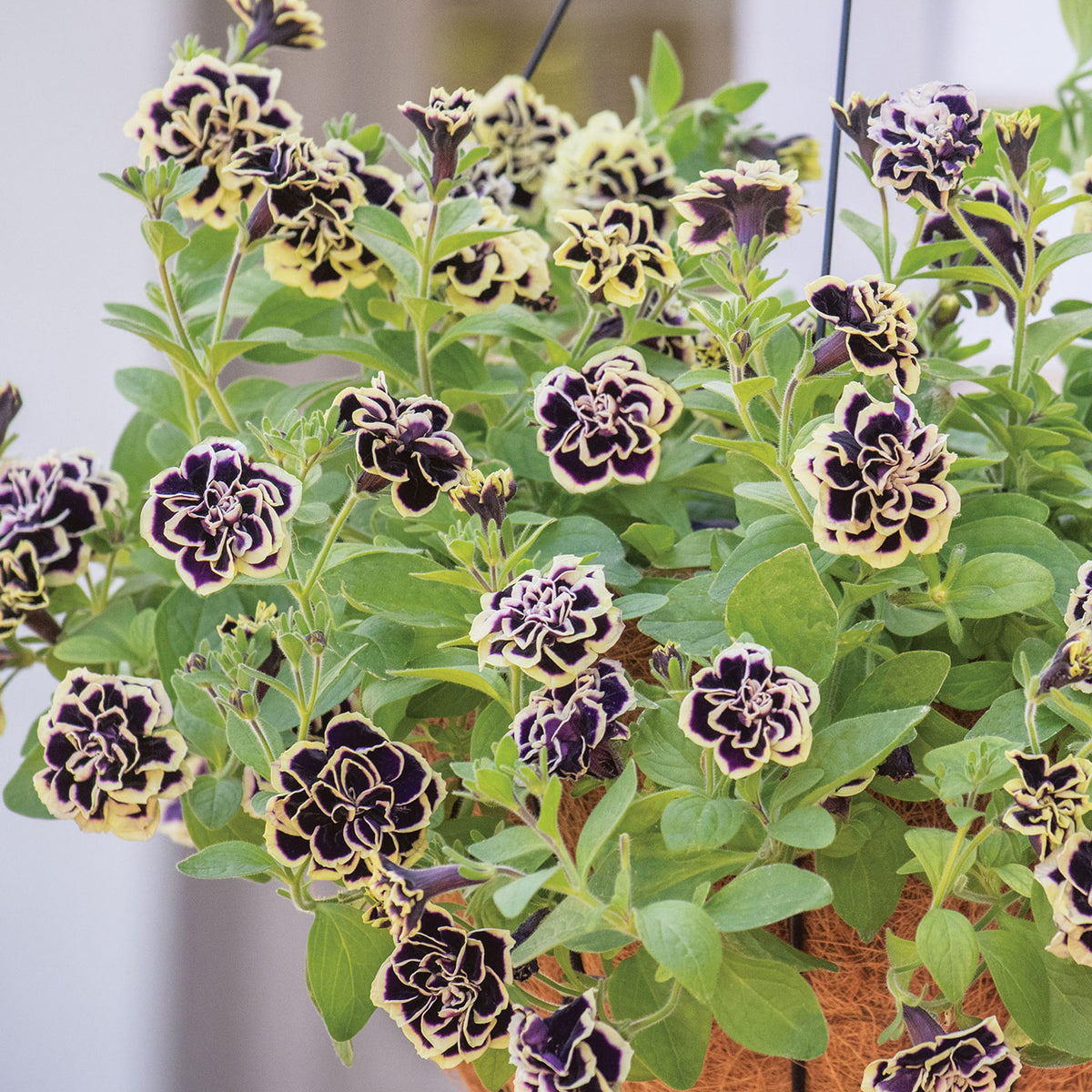 Midnight Gold Petunia