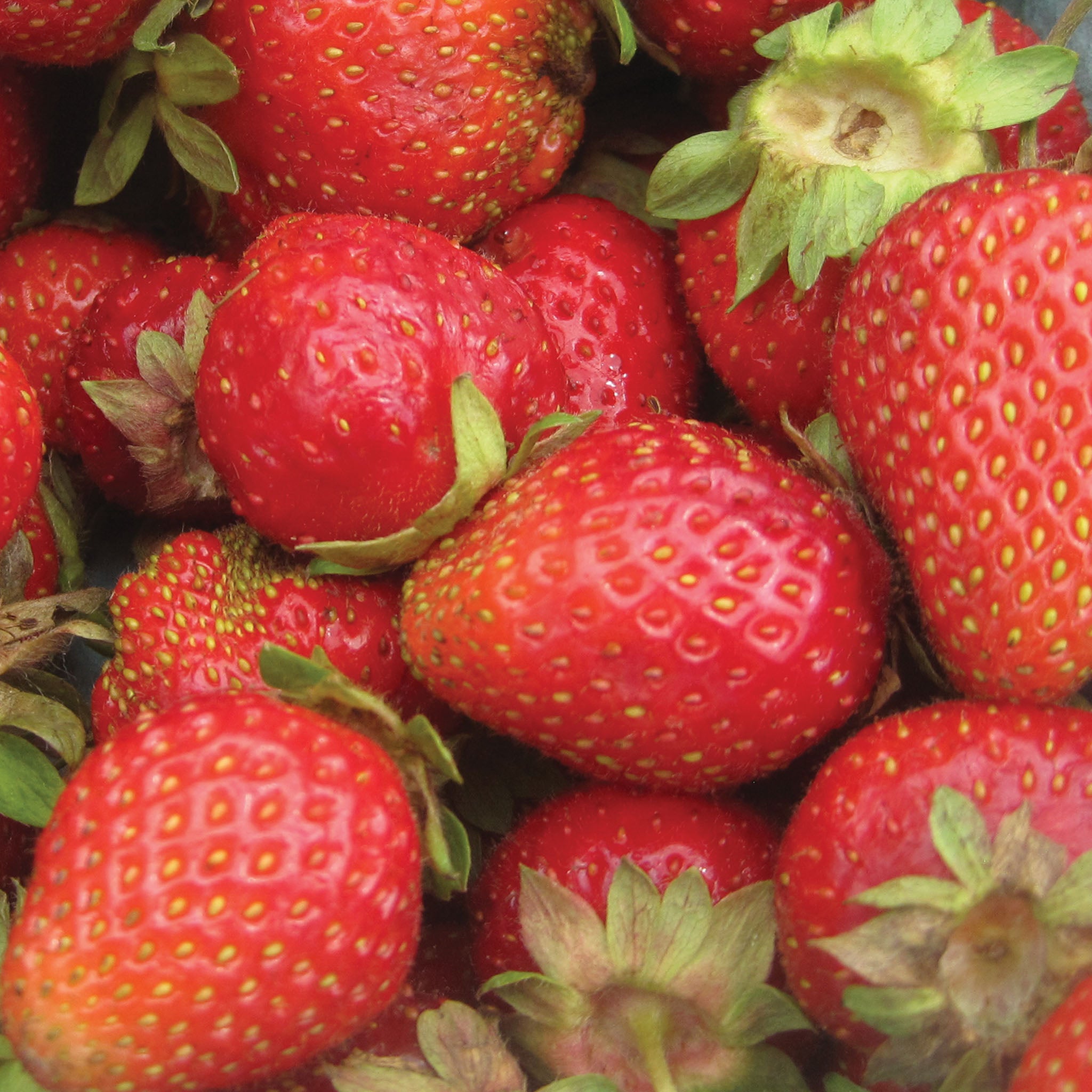 Chandler Strawberry