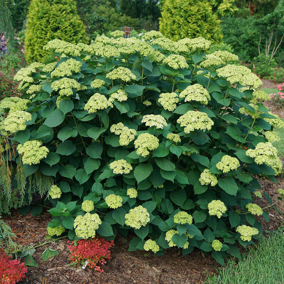 Invinsibelle Sublime Hydrangea
