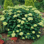 Invinsibelle Sublime Hydrangea