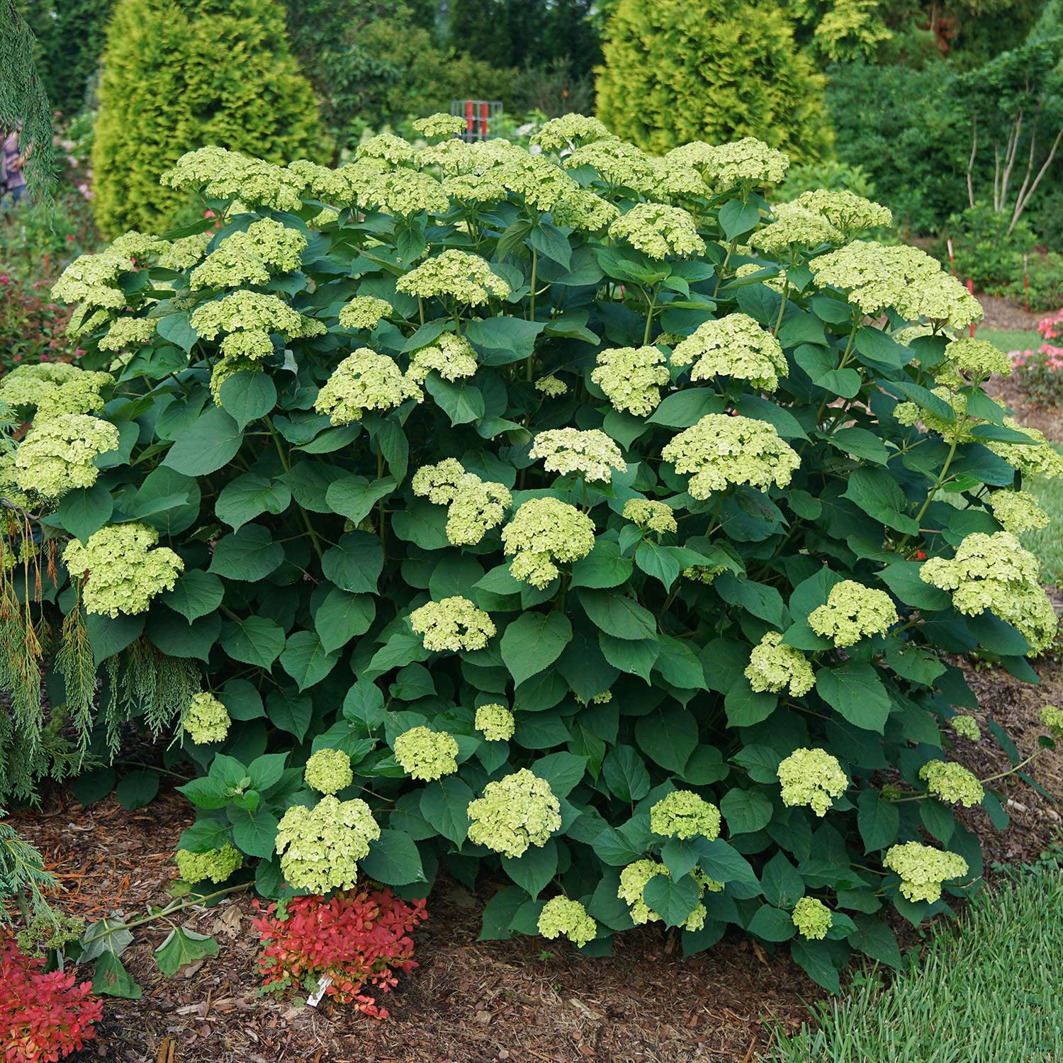 Invinsibelle Sublime Hydrangea