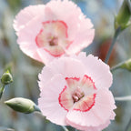 Georgia Peach Pie Dianthus