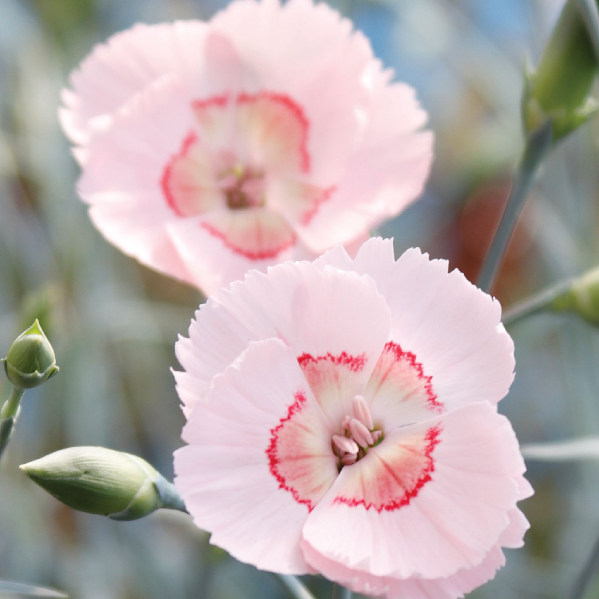 Georgia Peach Pie Dianthus