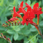 Scarlet Red Crocosmia Bulbs