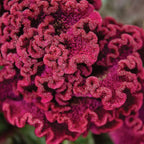 Gypsy Queen Celosia Cristata