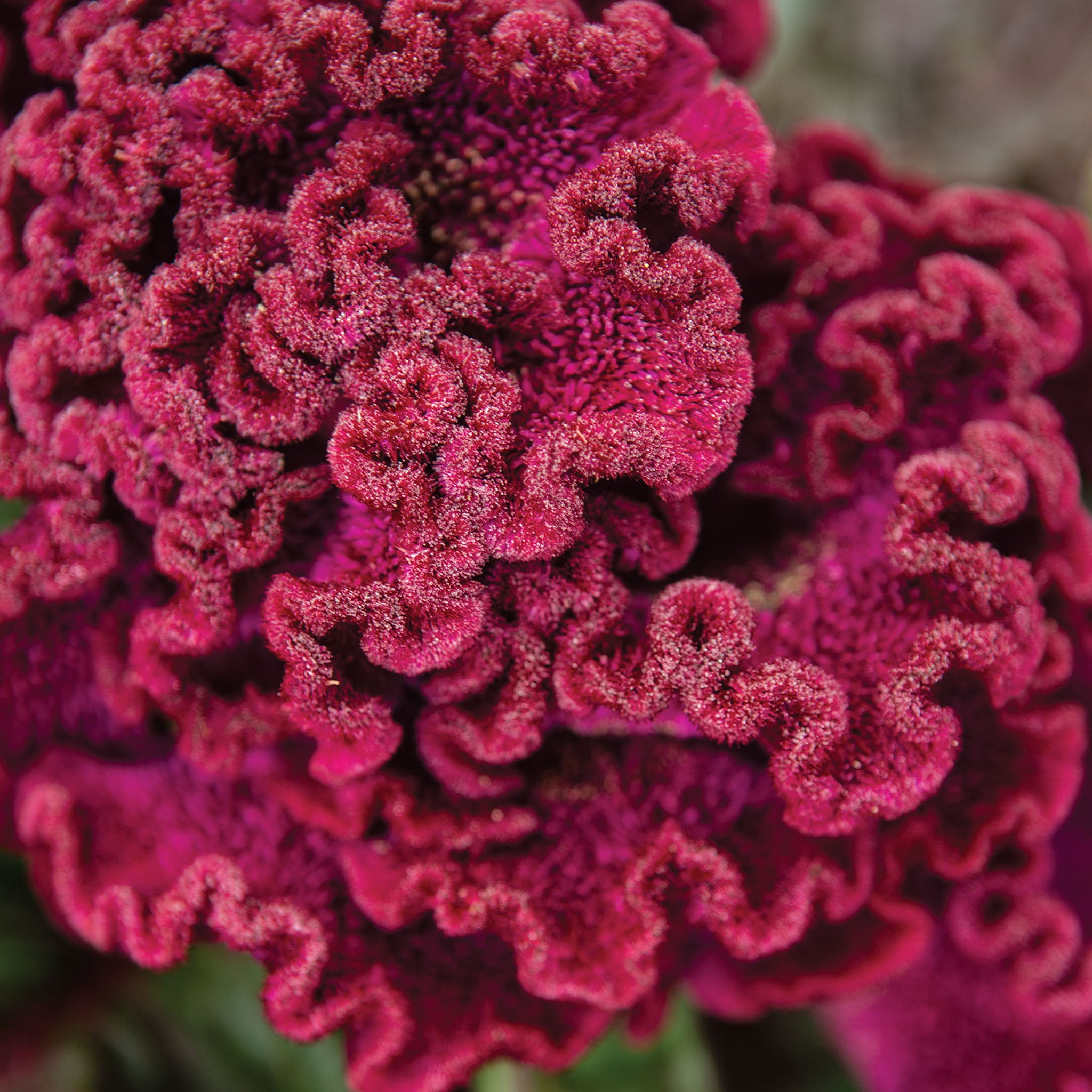 Gypsy Queen Celosia Cristata