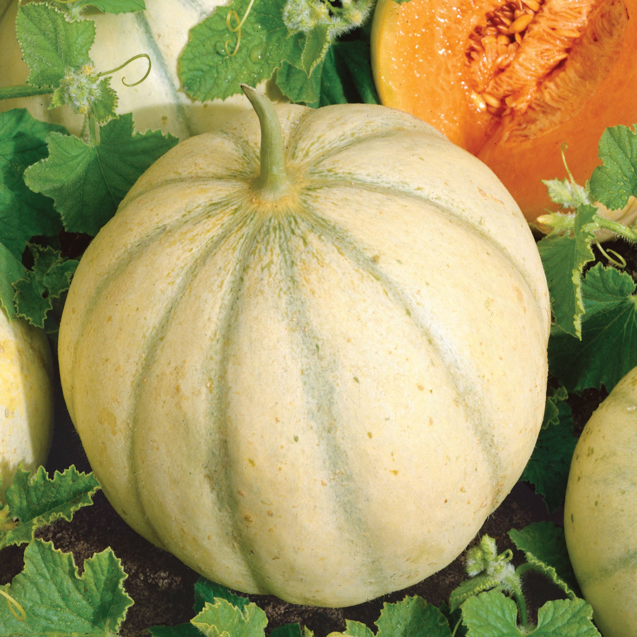 Charentais Melon