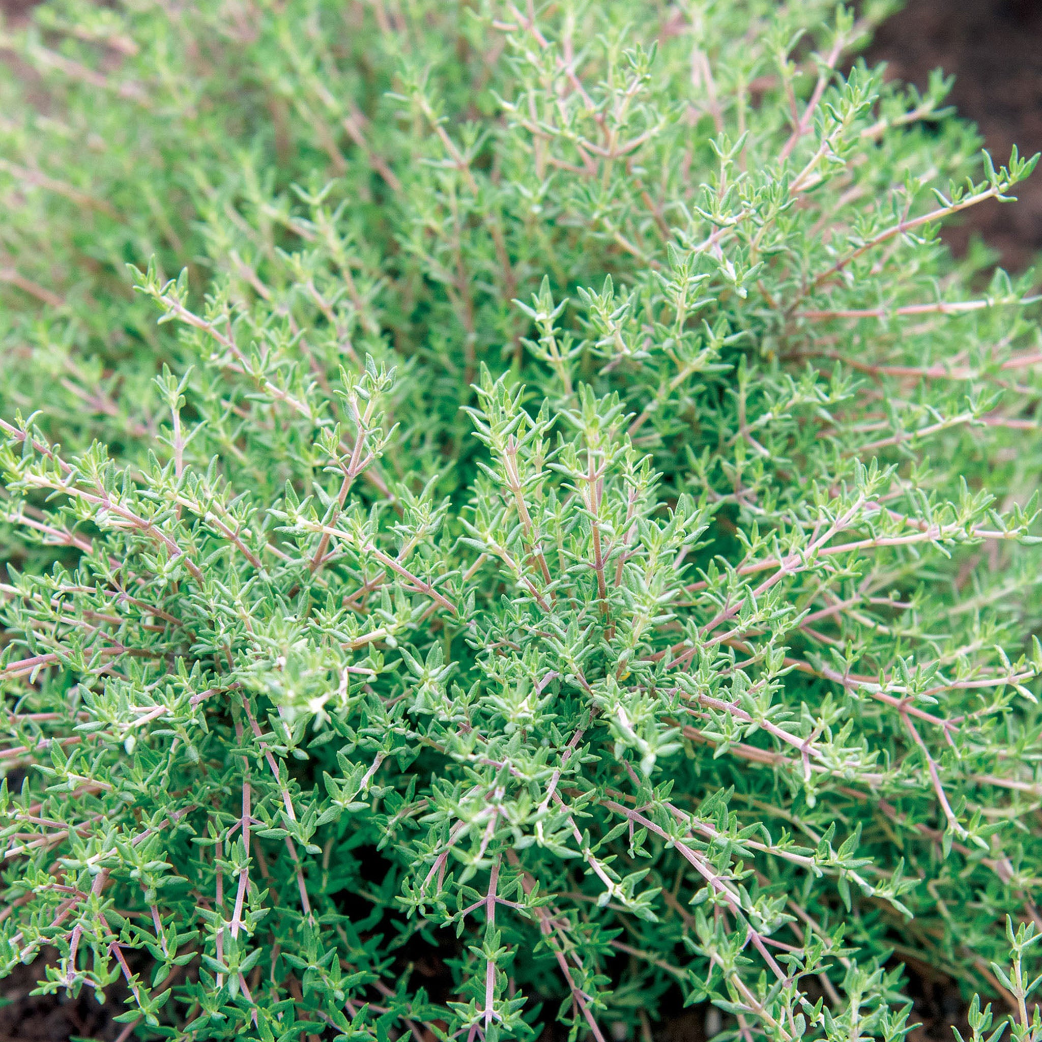 Orangelo Thyme
