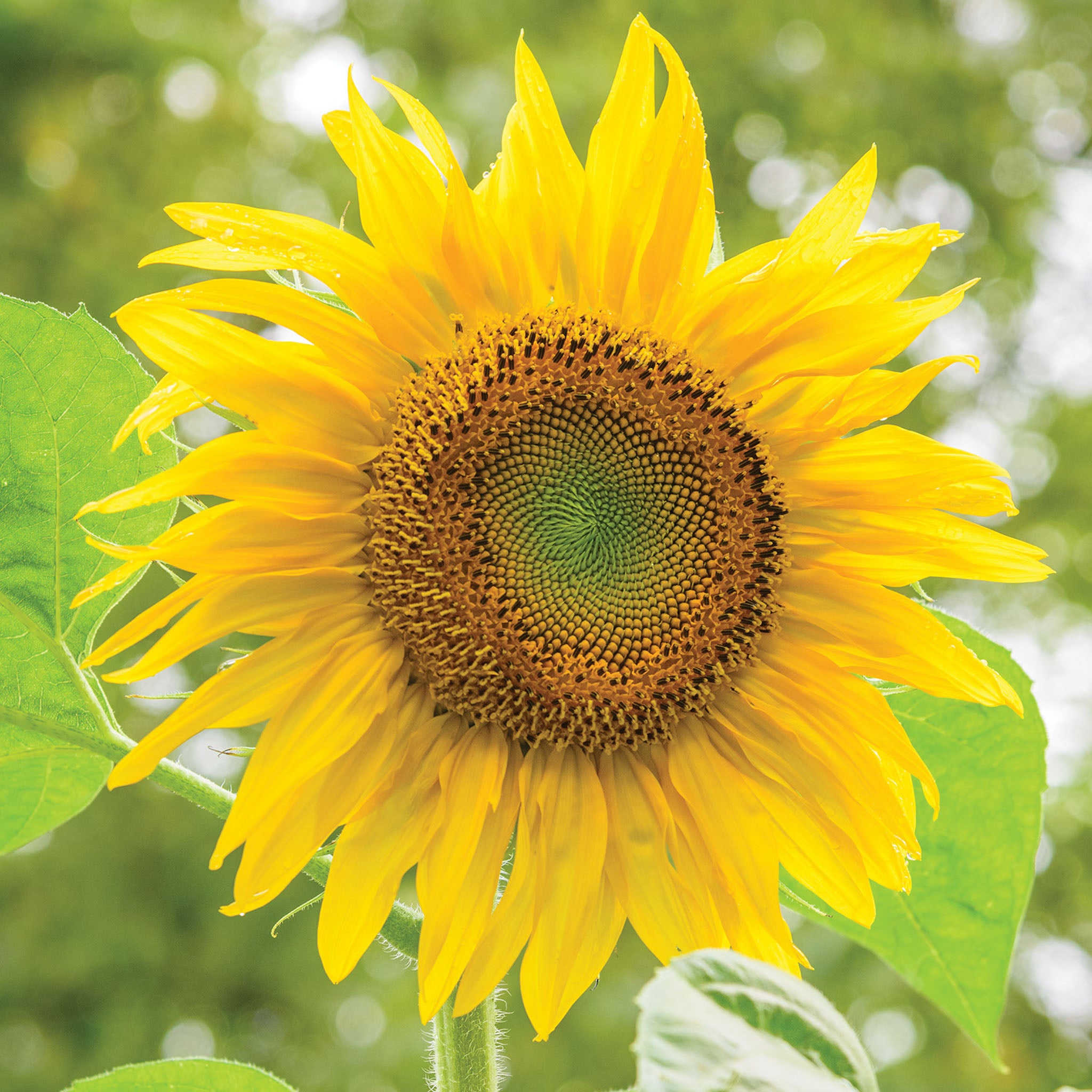 Pikes Peak Sunflower