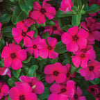 Tattoo Raspberry Vinca