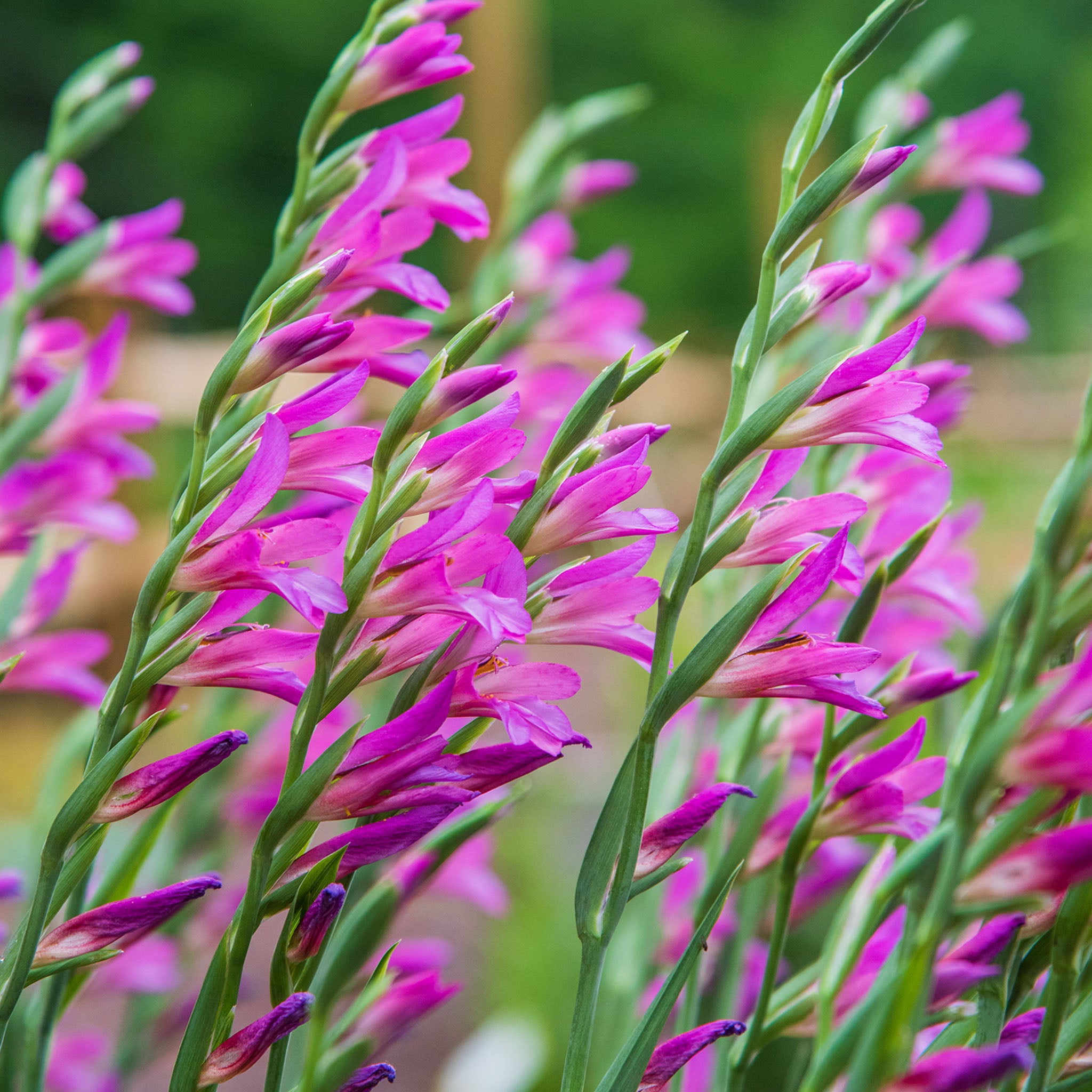 Gladiolus Byzantinus Bulbs