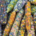 Glass Gem Ornamental Corn