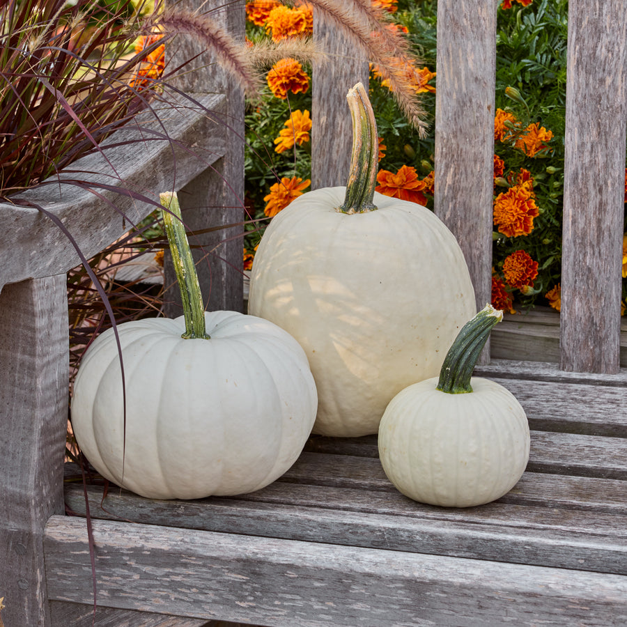 Snowman Mix Pumpkin