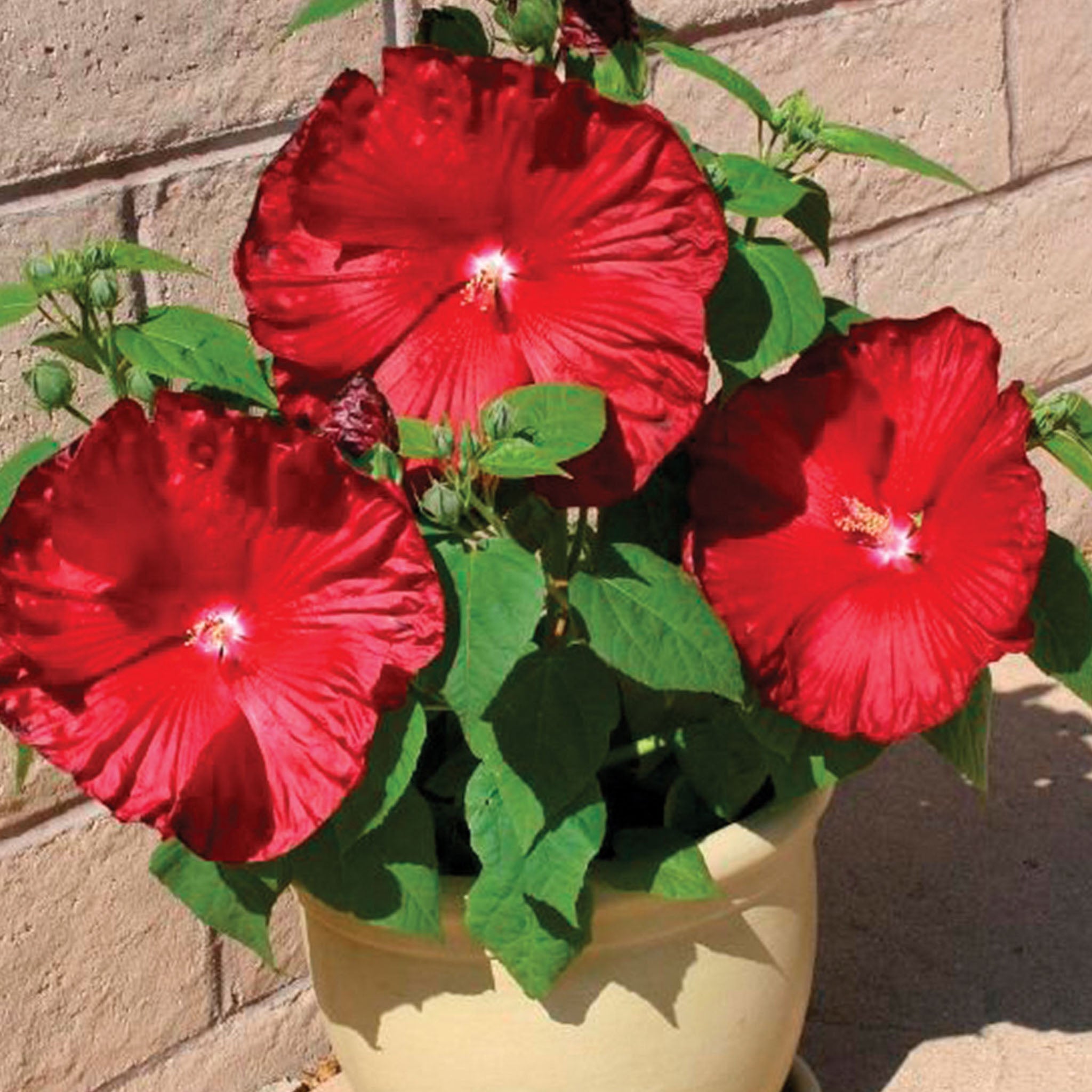 Honeymoon Red F1 Hibiscus