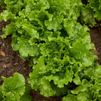 Green Ice Lettuce