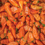 Habanero Habanada Sweet Pepper