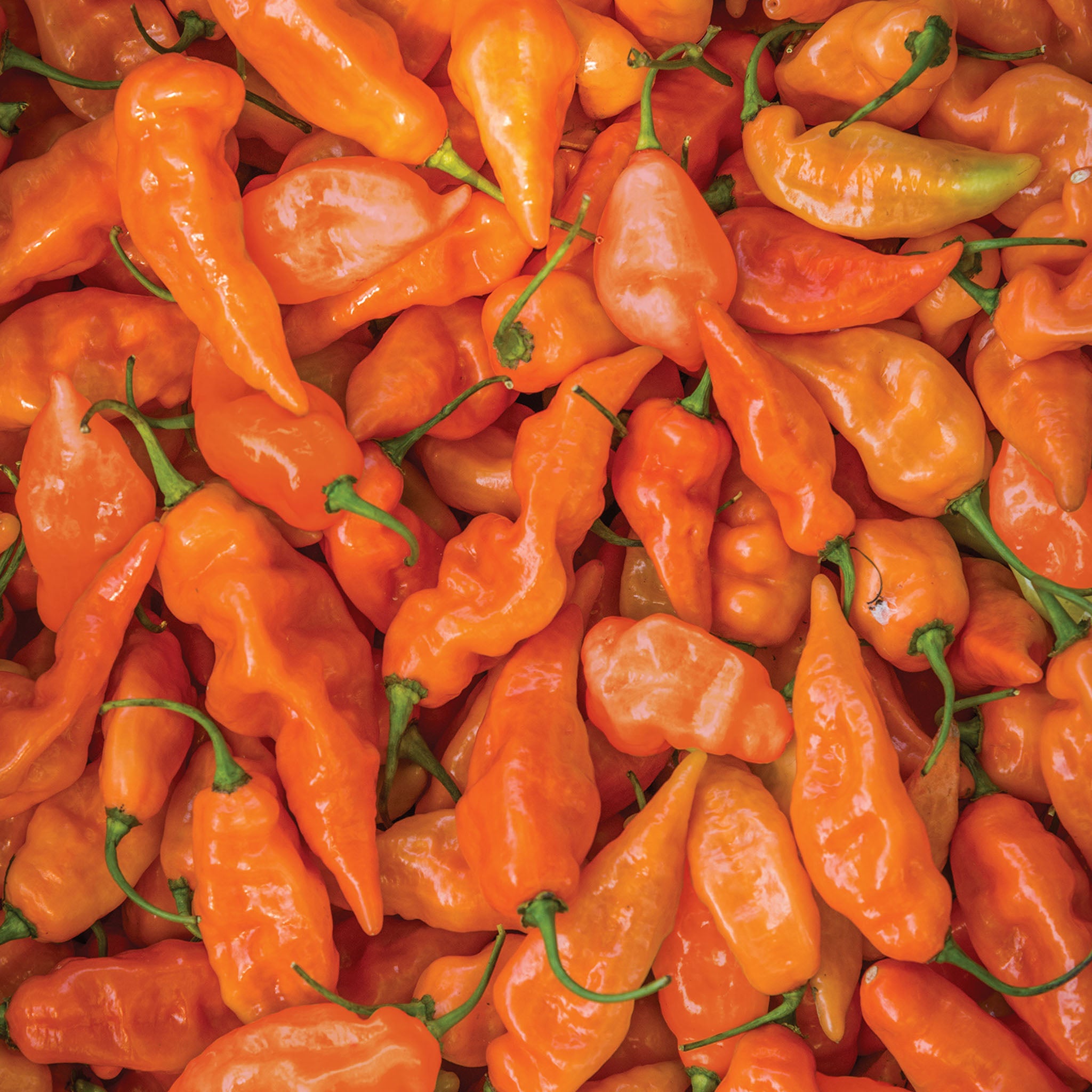 Habanero Habanada Sweet Pepper