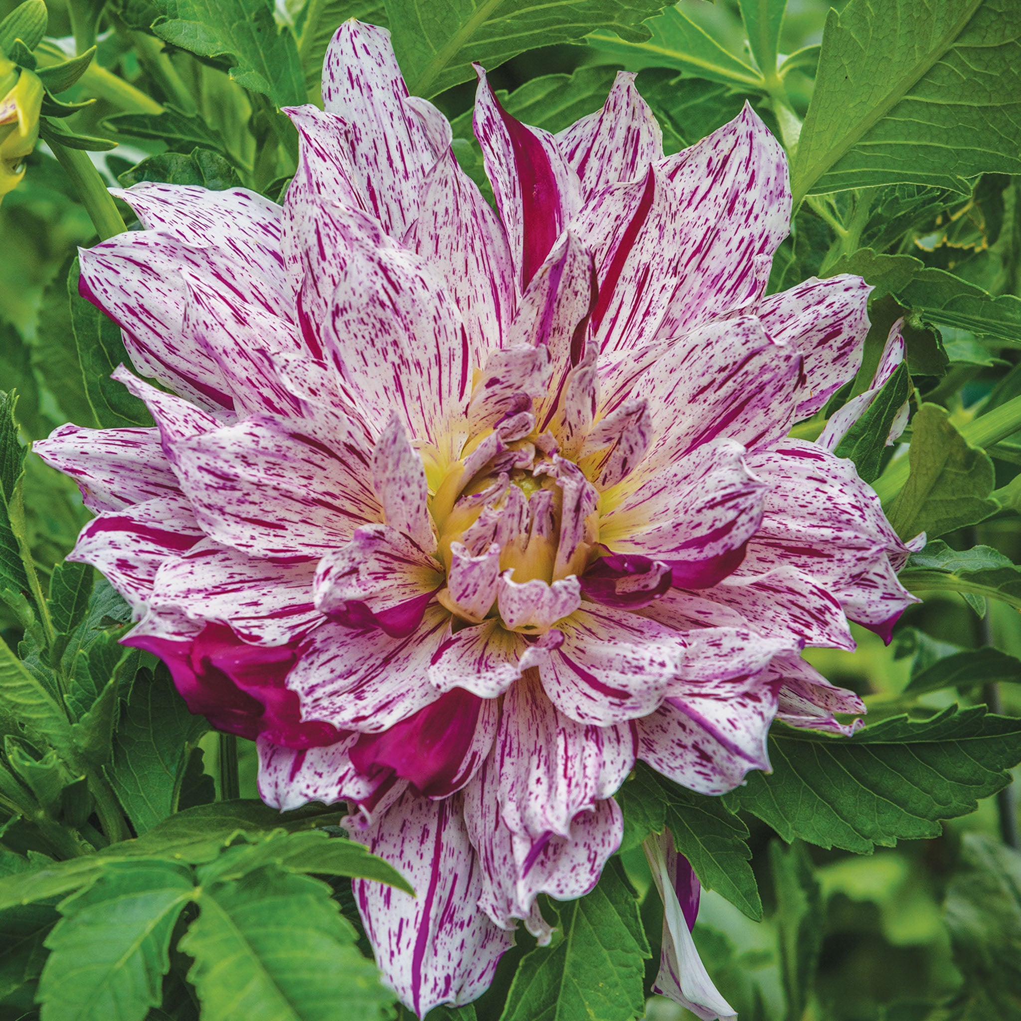 Taiheiyo Dahlia Tubers
