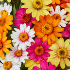 Pinwheel Mix Zinnia