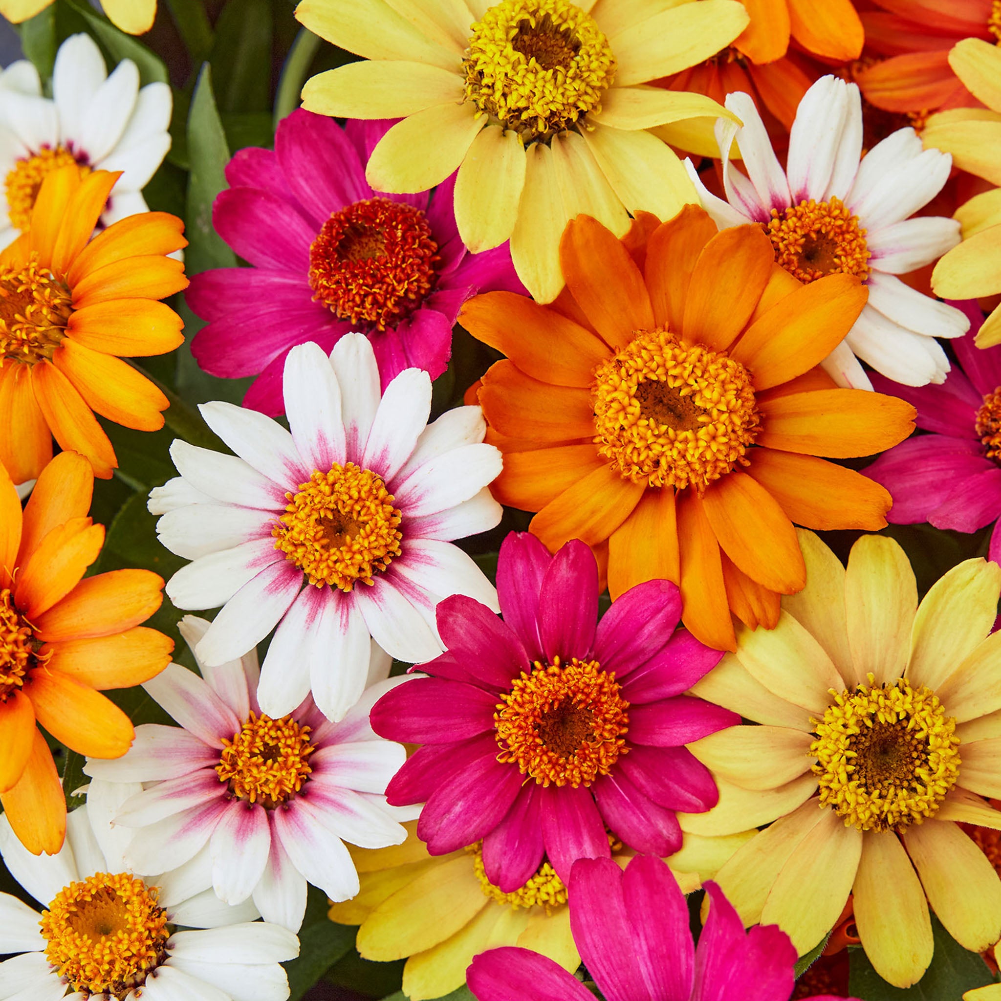 Pinwheel Mix Zinnia