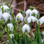 Flore Pleno Galanthus Bulbs
