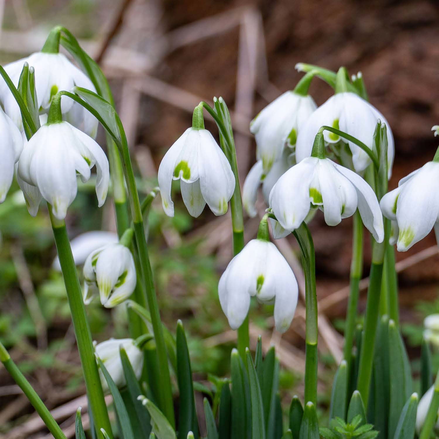 Flore Pleno Galanthus Bulbs