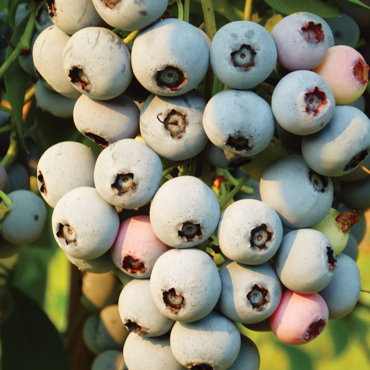 Yall Berry Blueberry