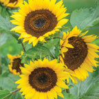 Busy Bee Sunflower