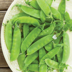 Mammoth Melting Sugar Pea