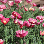 California Watermelon Heaven Poppy