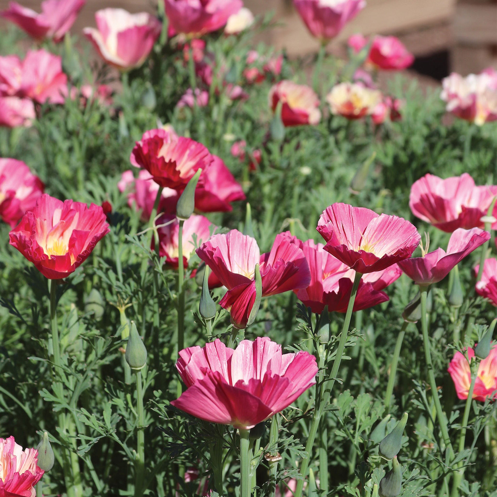California Watermelon Heaven Poppy