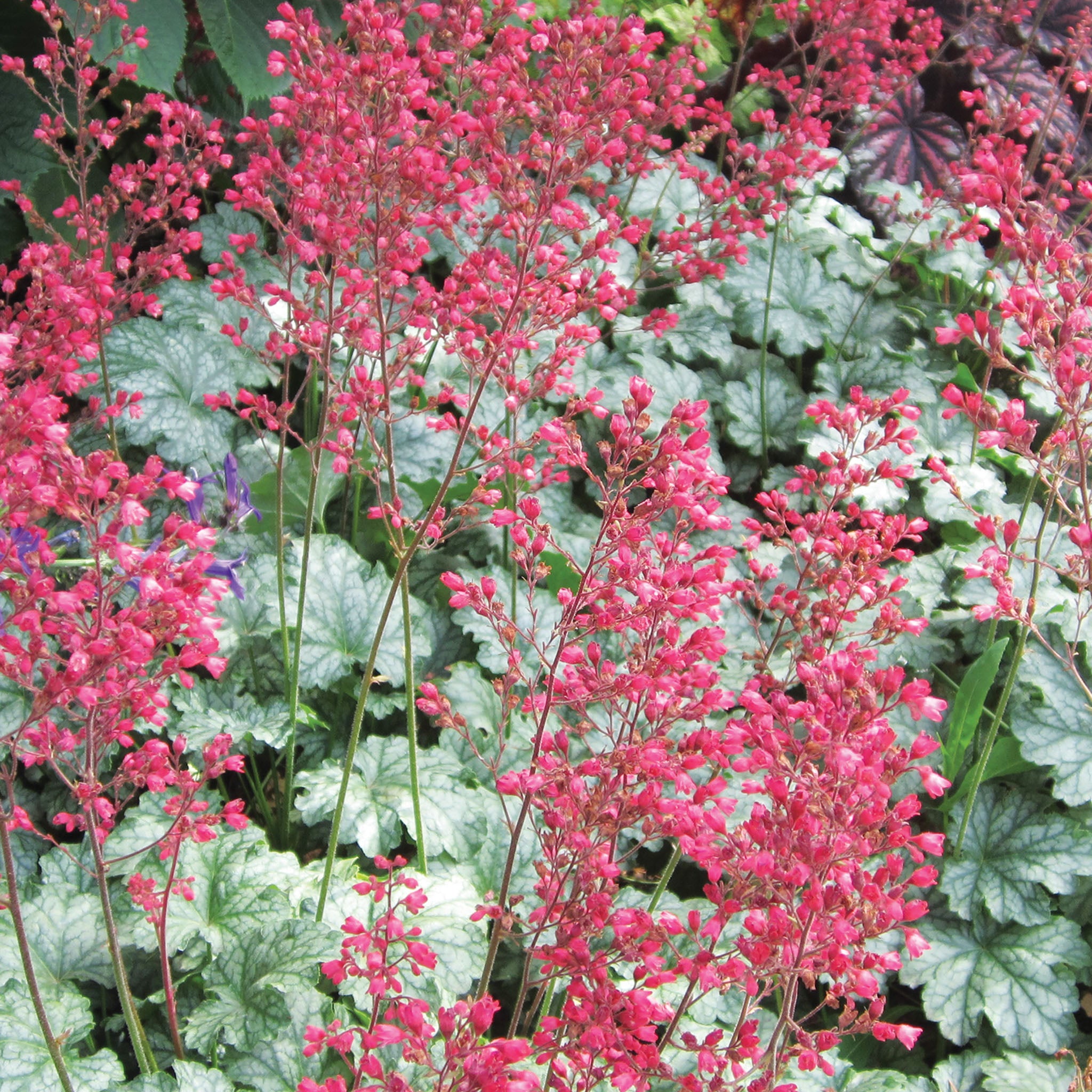 Paris PPAF Heuchera