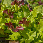 Gourmet Blend Lettuce