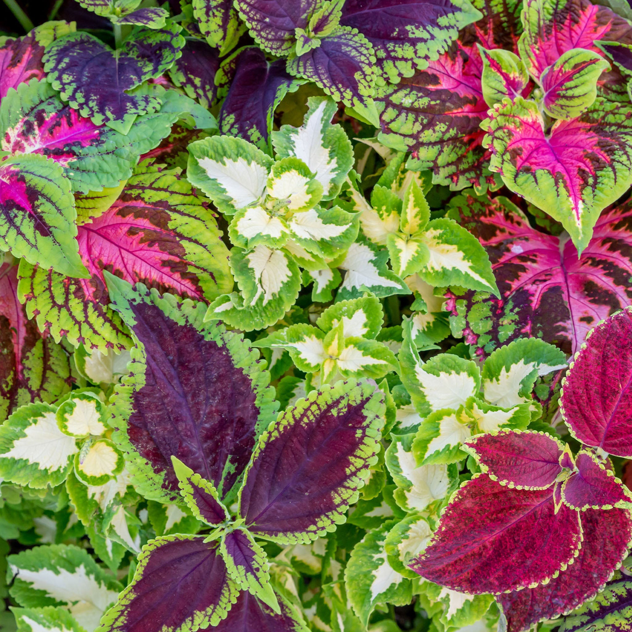 Rainbow Mixed Colors Coleus