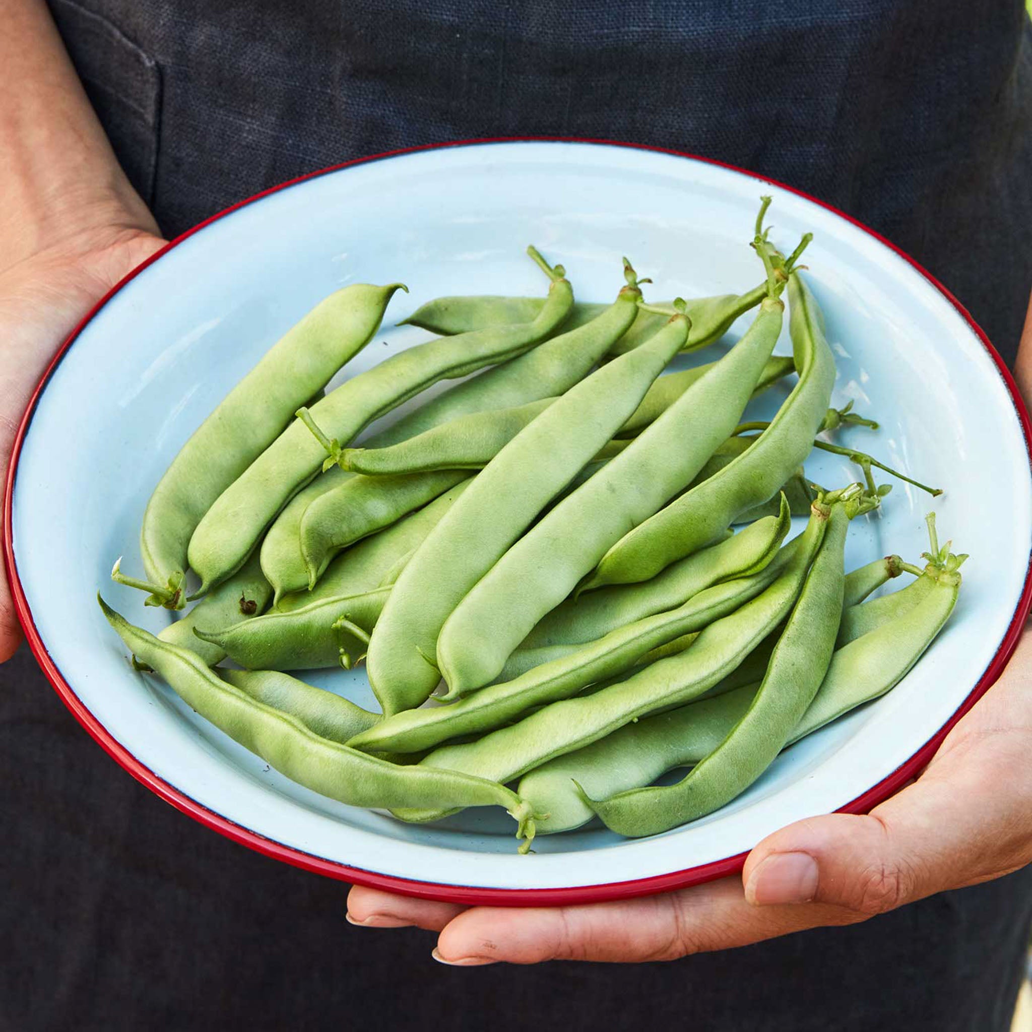 Bush Roma II Bean