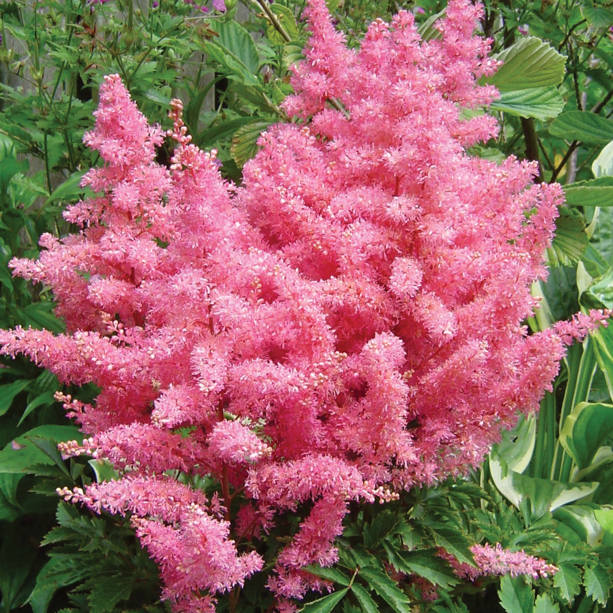 Younique Pink Astilbe Bare Root