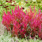 Kelos Candela Pink Celosia
