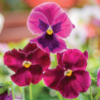 Ruby Mix Pansy