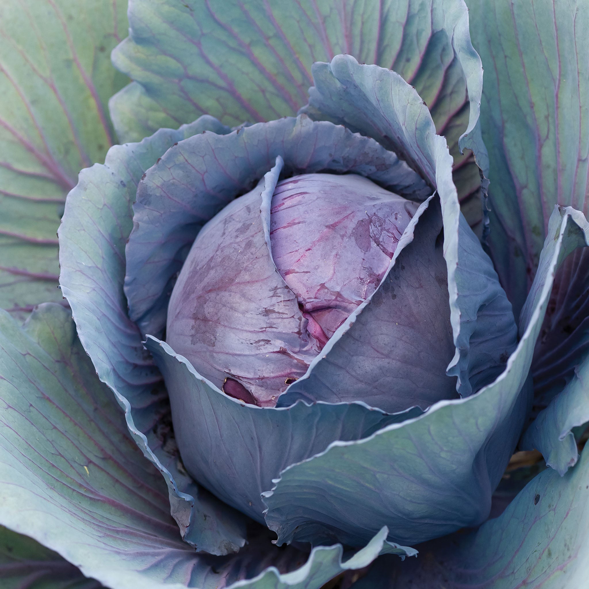 Salad Delight Cabbage