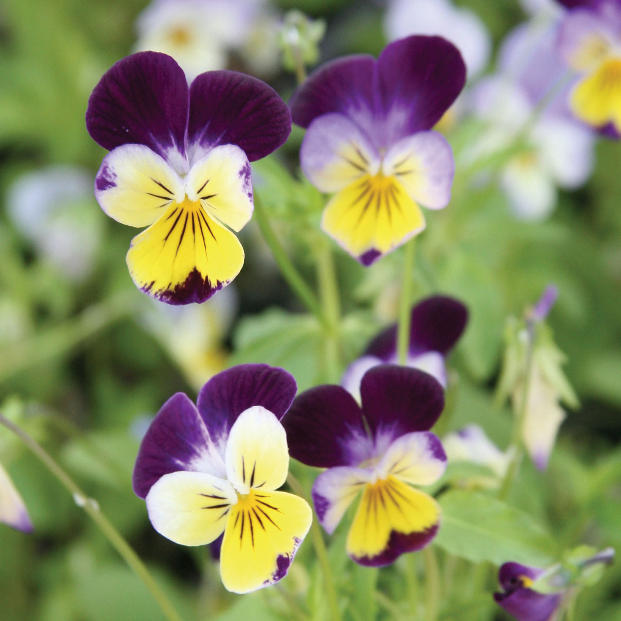 Johnny-Jump Up Viola