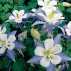 Blue Star Columbine