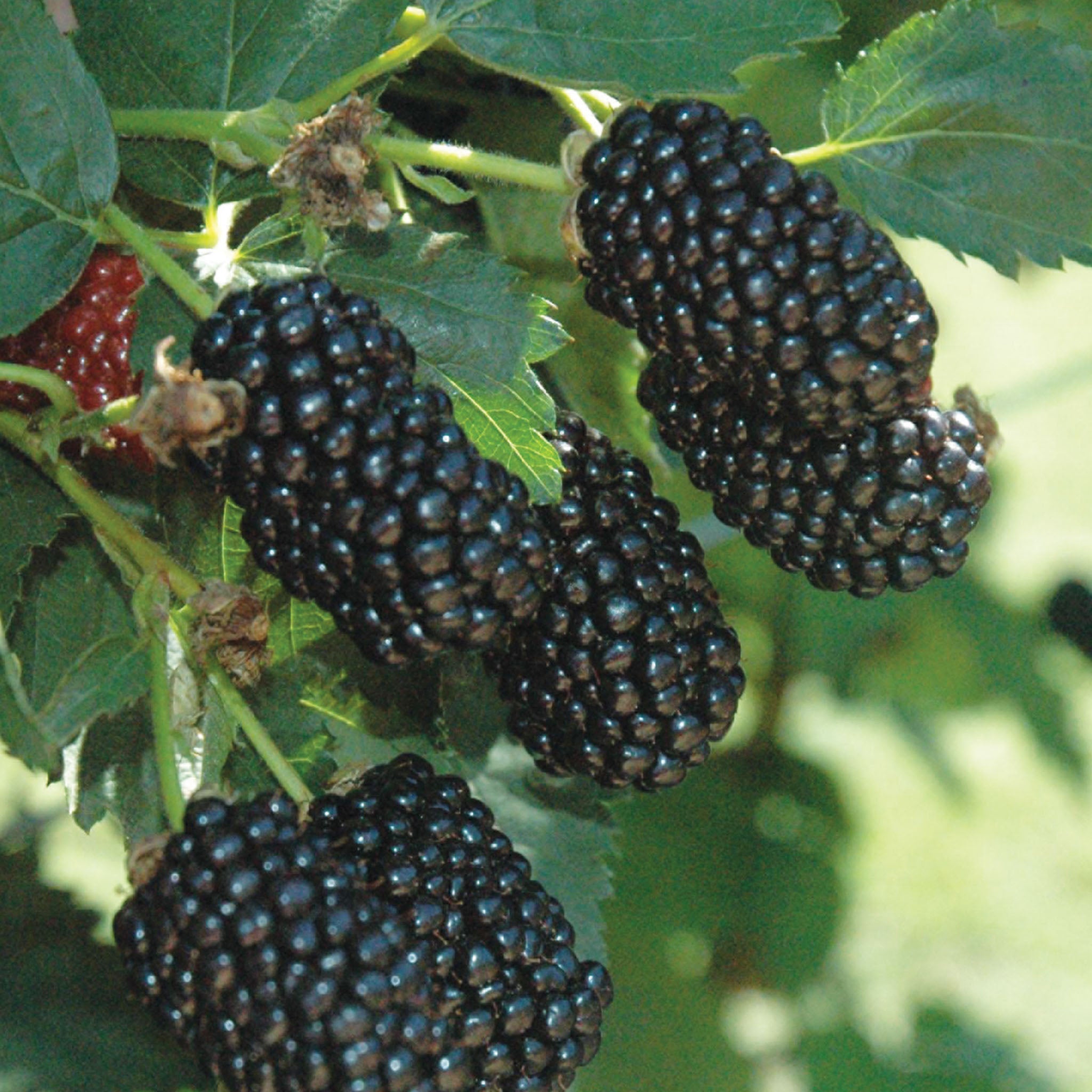 Prime-Ark Freedom Blackberry