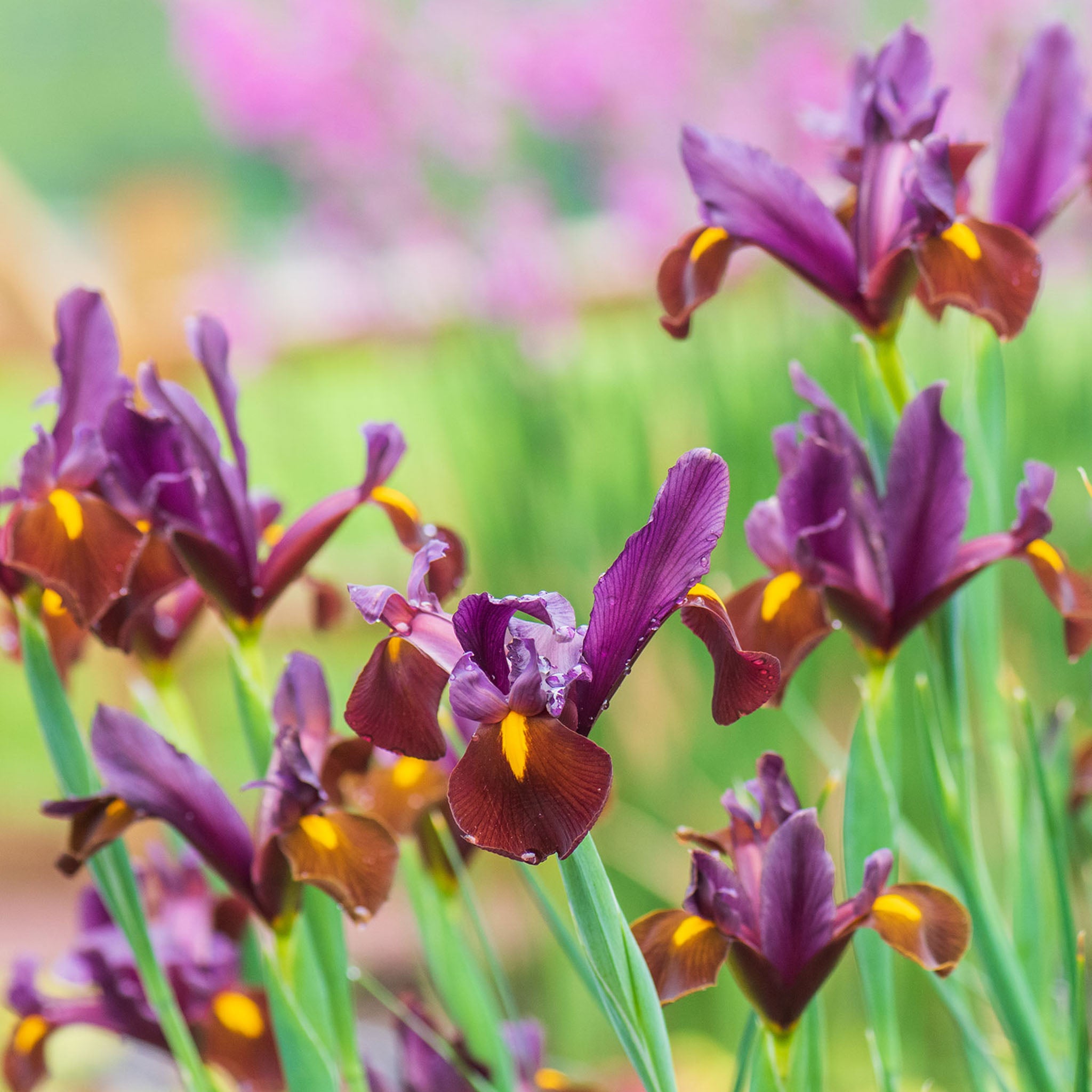 Red Ember Iris Bulbs