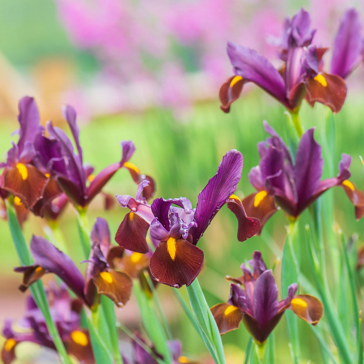 Red Ember Iris Bulbs